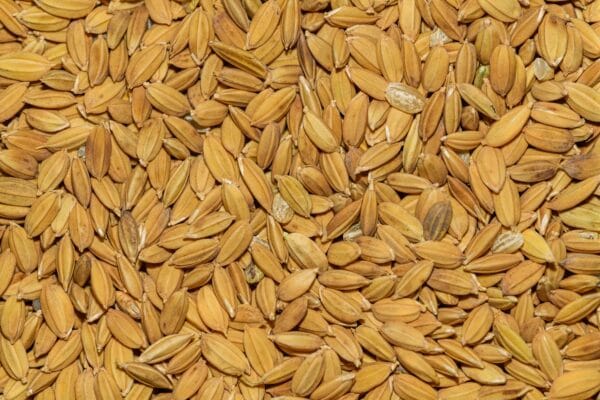 ⁦شعير عالي الجودة⁩ - الصورة ⁦2⁩