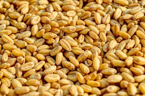 قمح عالي الجودة