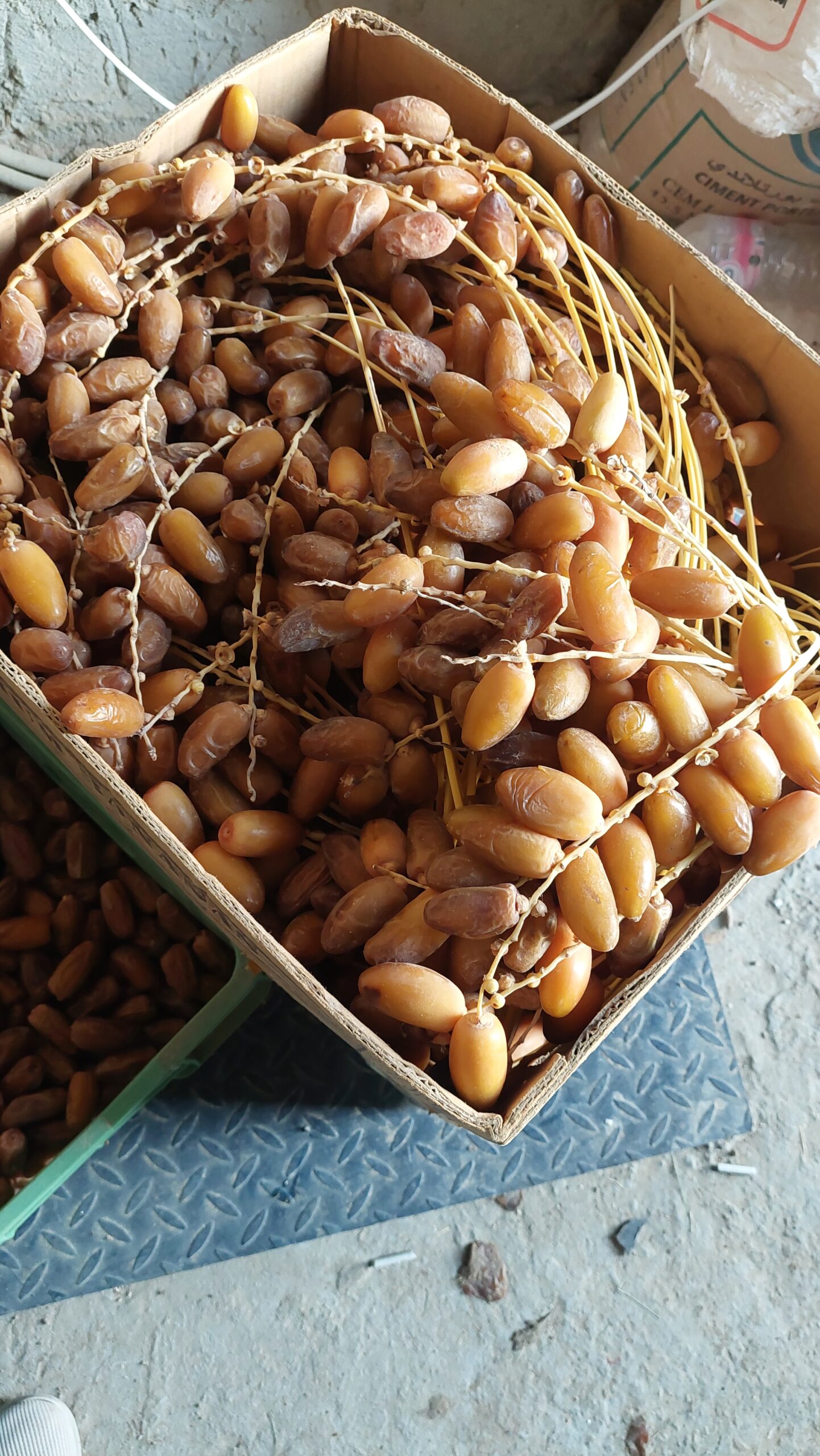 دقلة النور التونسية