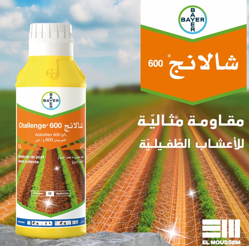 شلانج-challenge