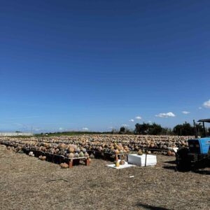 قرع قلعي أحمر