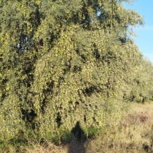 زيتون شملالي قفصي