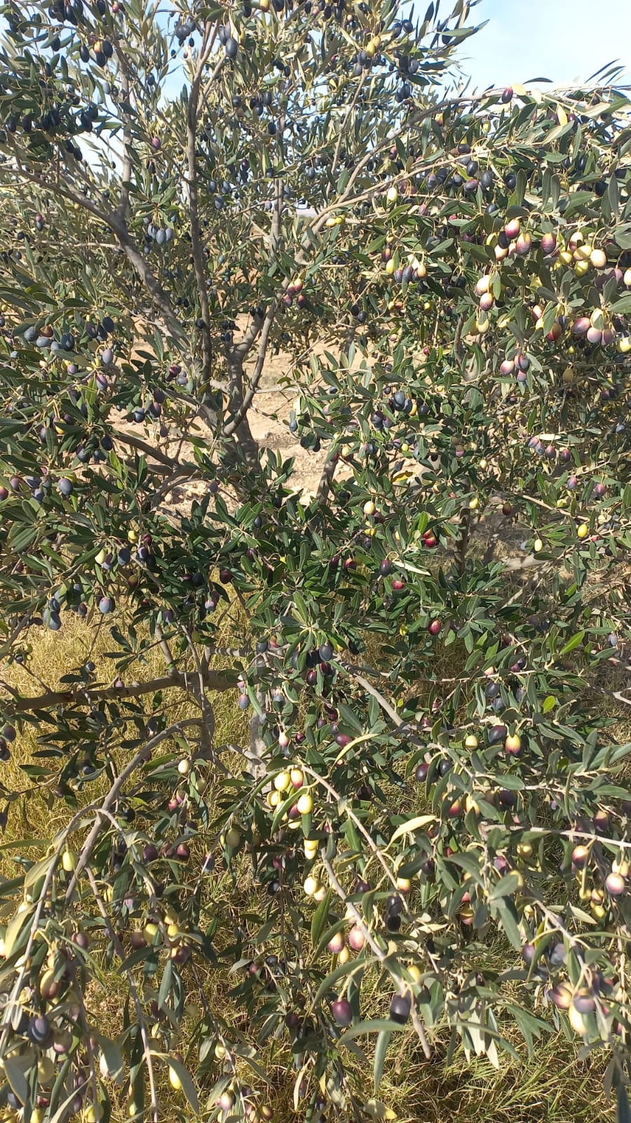 زيتون ساحلي